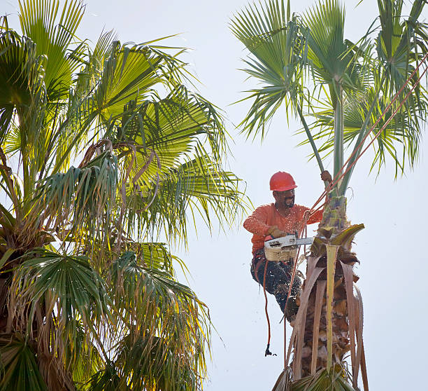 Best Tree Clearing Services  in Dahlgren, VA